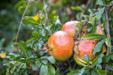 Pomegranate grows on a tree branch at the organic household. Authentic farm series.