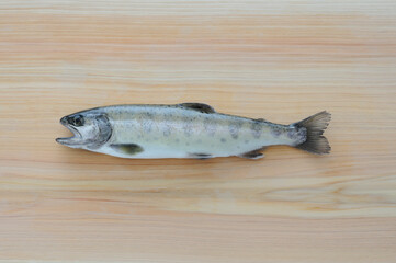 まな板の上の岩魚