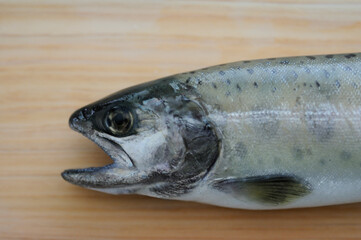まな板の上の岩魚