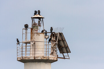 Cormorant birds on top o lighthouse in Tsemes Bay of Black Sea by Novorossiysk town, Russia.