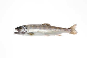 白バックに岩魚