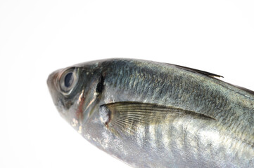 白バックに鯵