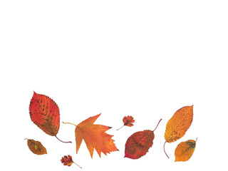 Colourful autumn leaves. Selection isolated red fallen leaves from many trees.  Arranged in a single straight boarder