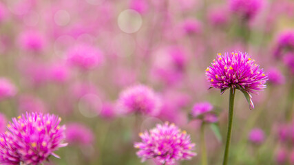 Gomphrena pulchella Fireworks flower in a garden.Selective focus pink flower.