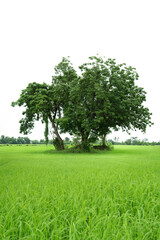 Fototapeta na wymiar green tree in the field. Green rice fields in the countryside in Thailand