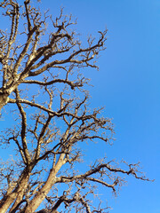 Leave Less Tree Low Angle Shot