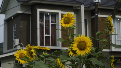 Sunflowers decorate the garden.