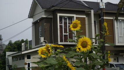 Sunflowers decorate the garden.