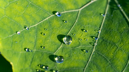 Water drops on a green leaf	
