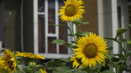 Sunflowers decorate the garden.