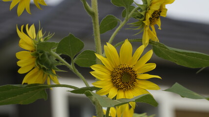 Sunflowers decorate the garden.