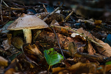 Pluteus cervinus Fawn-brown roof mushroom fungus in colourful autumn forest