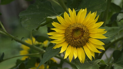 Sunflowers decorate the garden.