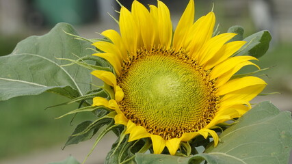 Sunflowers decorate the garden.