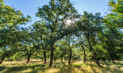 Fototapeta premium Oak tree forest with sunstar on top