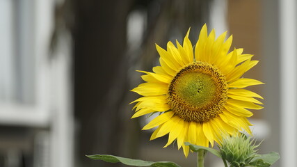 Sunflowers decorate the garden.