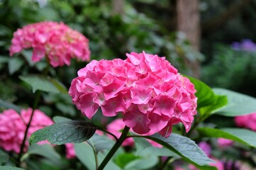 Bright pink mophead hydrangea, 'Hydrangea macrophylla' bush in flower during the late summer
