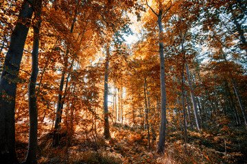 Golden autumn leaves in the forest