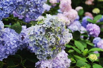 Violet and blue mophead hydrangea, 'Hydrangea macrophylla' bush in flower during the late summer