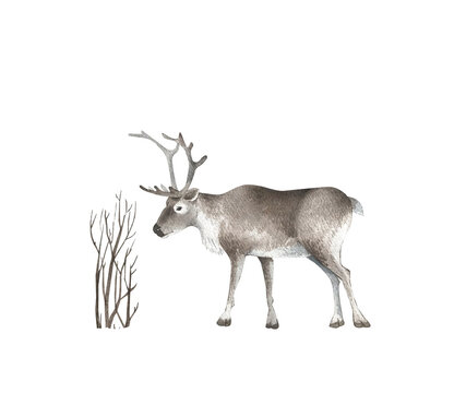 watercolor illustration animal reindeer with tree, hand painted on white background