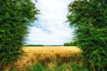 Fototapeta na wymiar Golden field surrounded by green trees