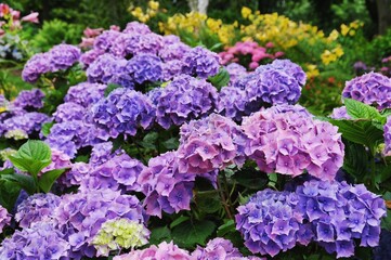 Violet and blue mophead hydrangea, 'Hydrangea macrophylla' bush in flower during the late summer