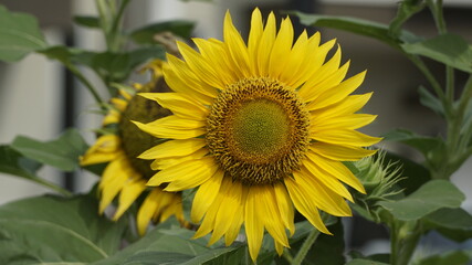 Sunflowers decorate the garden.
