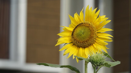 Sunflowers decorate the garden.