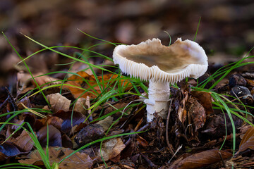 Pluteus cervinus Fawn-brown roof mushroom fungus in colourful autumn forest