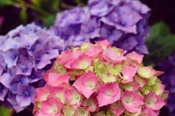 Bright pink and lilac mophead hydrangea, 'Hydrangea macrophylla' bush in flower during the late summer