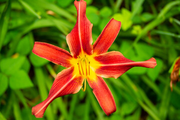 Majestic Star Lily