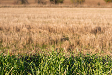 Closeup of drying green grass moss hay field macro of textured eco natural backdrop bulgaria organic autumn fall foliage wallpaper view top above