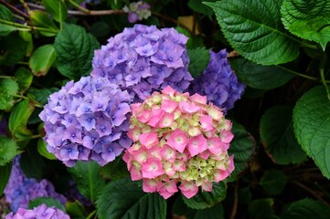 Bright pink and lilac mophead hydrangea, 'Hydrangea macrophylla' bush in flower during the late summer