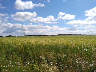 Fototapeta premium wheat field and sky
