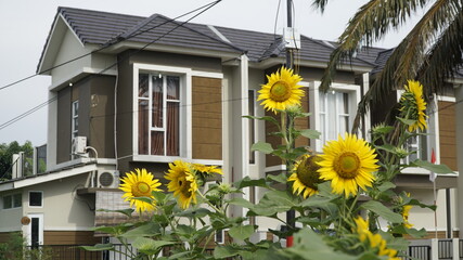 Sunflowers decorate the garden.