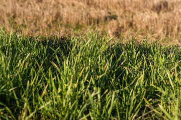 Closeup of drying green grass moss hay field macro of textured eco natural backdrop bulgaria organic autumn fall foliage wallpaper view top above