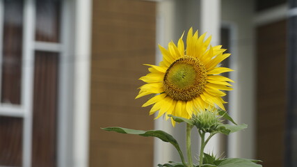 Sunflowers decorate the garden.
