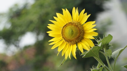 Sunflowers decorate the garden.