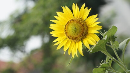 Sunflowers decorate the garden.