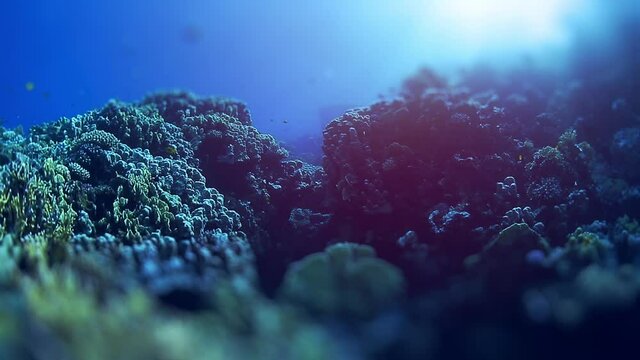 Underwater view of the coral reef in the Red Sea in Egypt