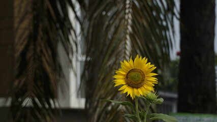 Sunflowers decorate the garden.