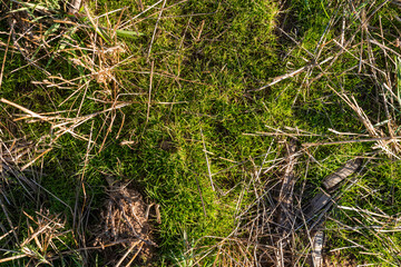 Fototapeta na wymiar Closeup of drying green grass moss hay field macro of textured eco natural backdrop bulgaria organic autumn fall foliage wallpaper view top above