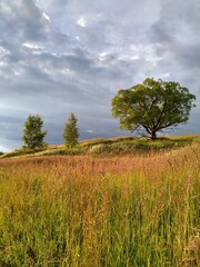 Fototapeta premium tree in the field