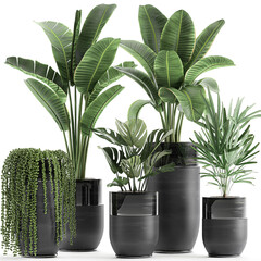  exotic plants in a black pot on white background