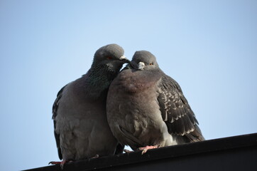 Piccioni in amore, coppia felice, ricerca partner, perdono e gesti di affetto