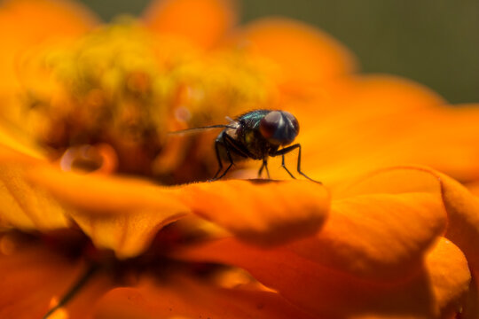 mosca