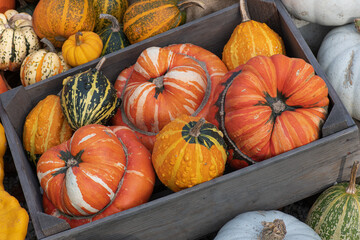 Collection of pumpkins in Autumn