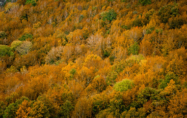 Set of trees with Autumn colors seen from the top of a mountain