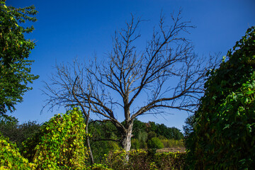 Dead tree in summer forest.