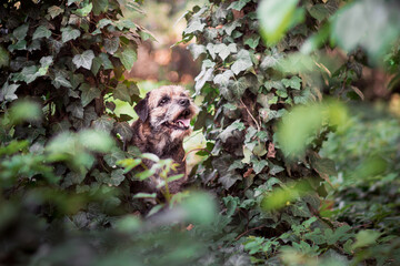 Border terrier in the nature